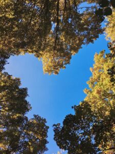 image of tree tops with blue sky, as if looking up from lying on the Earth, the sky is shaped like a heart with the words Gratitude, Thankfulness, and Appreciation in the yellow color of the tree leaves