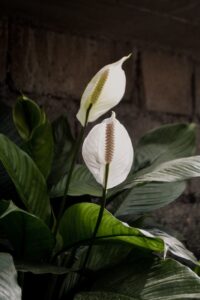 image of two white peace lily flowers with large dark green leaves and a brick background.