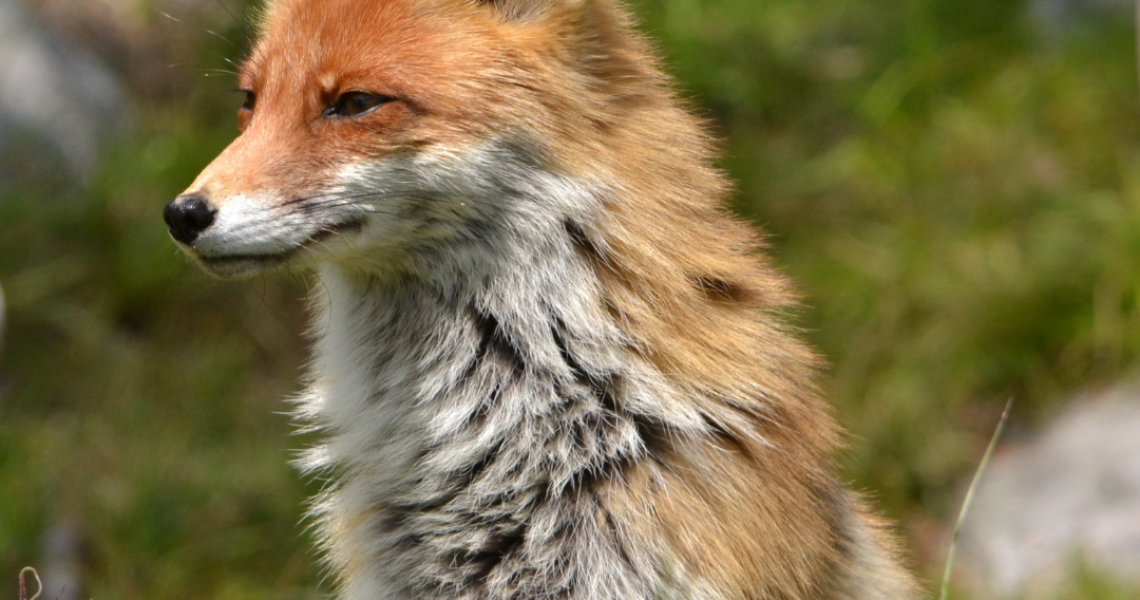 fox canva