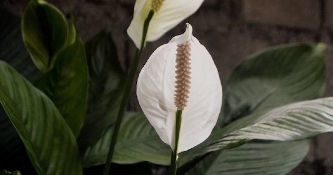 image of two white peace lily flowers with large dark green leaves and a brick background.